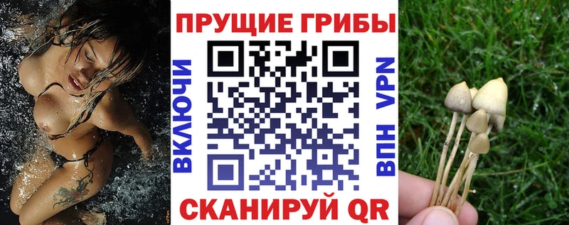 mega Каргополь Псилоцибиновые грибы Magic Shrooms наркошоп